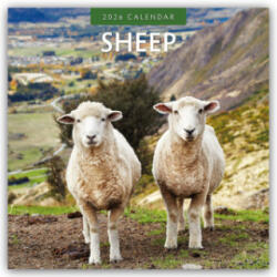 Sheep 2026 Square Wall Calendar (ISBN: 9781804427521)