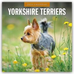 Yorkshire Terriers - Yorkshire Terrier 2026 - 16-Monatskalender (2025)