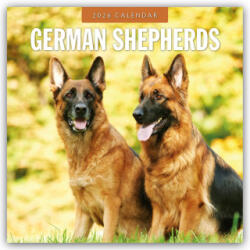 German Shepherds 2026 Square Wall Calendar (2025)