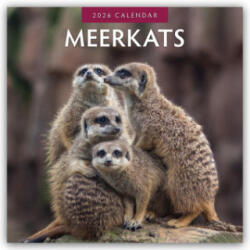 Meerkats 2026 Square Wall Calendar (2025)