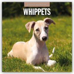 Whippets 2026 Square Wall Calendar (2025)