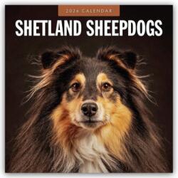 Shetland Sheepdogs 2026 Square Wall Calendar (ISBN: 9781804428535)
