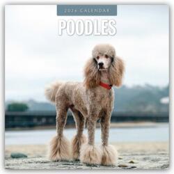 Poodles - Pudel 2026 - 16-Monatskalender (ISBN: 9781804428429)