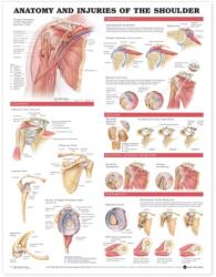 Anatomy and Injuries of the Shoulder Anatomical Chart (ISBN: 9781587798078)
