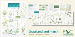 Plant Identification for Phase 1 Habitat Survey: Grassland and Marsh (ISBN: 9781908819260)