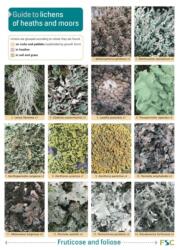 Guide to Lichens of Heaths and Moors (ISBN: 9781851532391)