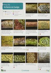 A Key to Lichens on Twigs (ISBN: 9781851538843)