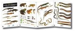 Guide to the Reptiles and Amphibians of Britain and Ireland (ISBN: 9781851538652)