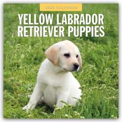 Yellow Labrador Retriever Puppies - Gelbe Labrador Retriever Welpen 2026 - 16-Monatskalender (ISBN: 9781804428726)