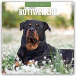 Rottweilers - Rottweiler 2026 - 16-Monatskalender (ISBN: 9781804428467)