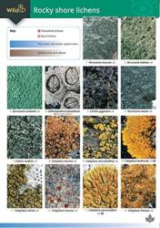 Guide to Rocky Shore Lichens (ISBN: 9781851532445)