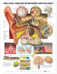 Ear: Organs of Hearing and Balance Anatomical Chart - Anatomical Chart Company (ISBN: 9781587791215)