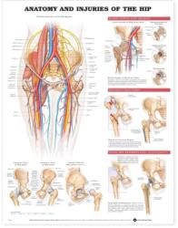 Anatomy and Injuries of the Hip Anatomical Chart (ISBN: 9781587793820)