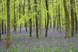 Memo Block - Bluebells (ISBN: 9780754832089)