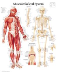 Musculoskeletal System Laminated Poster (ISBN: 9781930633339)