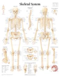 Skeletal System Paper Poster (ISBN: 9781930633001)