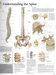 Understanding the Spine Paper Poster (ISBN: 9781930633766)