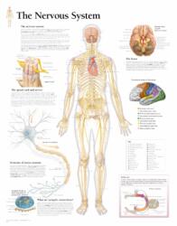 Nervous System Laminated Poster (ISBN: 9781932922080)