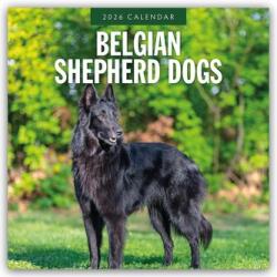 Belgian Shepherd Dogs 2026 Square Wall Calendar (ISBN: 9781804427736)