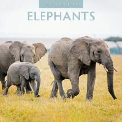 Elephants 2025 Square Wall Calendar (ISBN: 9781804423868)