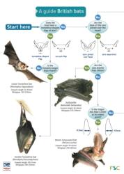 A Guide to British Bats (ISBN: 9781851538751)