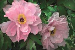 Memo Block - Peony (ISBN: 9780754832096)