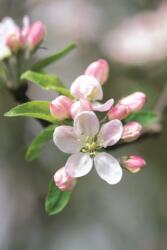 Memo Block - Apple Blossom (ISBN: 9780754832003)