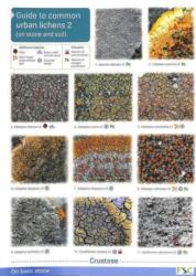 Guide to Common Urban Lichens (ISBN: 9781851532964)