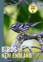 Birds of New England - Adams, Zach (ISBN: 9781643262017)