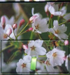 Memo Block Cherry Blossom (ISBN: 9780754832010)