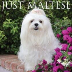 Just Maltese 2025 12 X 12 Wall Calendar (ISBN: 9781549243844)