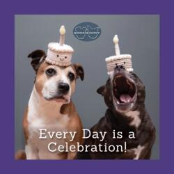 Sookie and Ivy Every Day Is a Celebration (ISBN: 9781497105270)