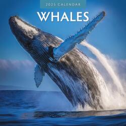 Whales 2025 Square Wall Calendar (ISBN: 9781804424131)