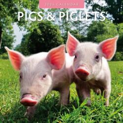 Pigs & Piglets 2025 Square Wall Calendar (ISBN: 9781804424049)