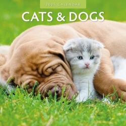 Cats & Dogs 2025 Square Wall Calendar (ISBN: 9781804423752)