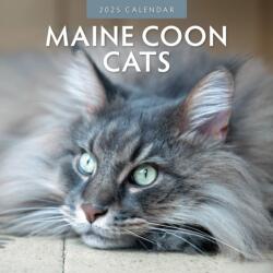 Maine Coon Cats 2025 Square Wall Calendar (ISBN: 9781804423974)