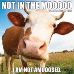 Not in the Mooood 2025 12 X 12 Wall Calendar (ISBN: 9781549244247)