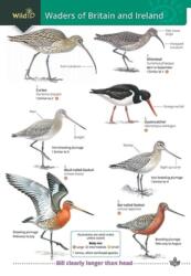 Wader of Britain and Ireland (ISBN: 9781908819895)