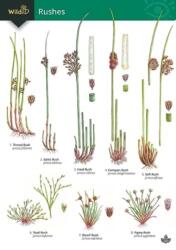 Guide to rushes (ISBN: 9781908819383)