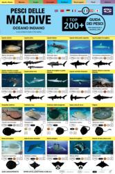 Maldive Guida Dei Pesci (ISBN: 9781876410117)