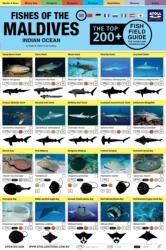 Maldives Fish Field Guide "Top 200 (ISBN: 9781876410278)
