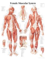 Muscular System with Female Figure Paper Poster (ISBN: 9781930633049)