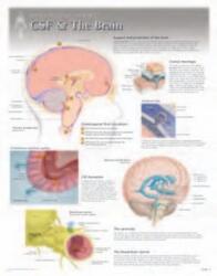 CSF & the Brain Laminated Poster (ISBN: 9781935612131)