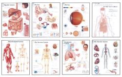 Human Anatomy Chart Pack (ISBN: 9781932922851)