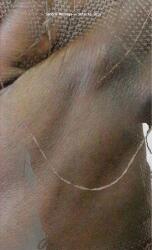 Sandra Mujinga. Skin to Skin (ISBN: 9783753309439)
