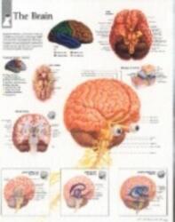 Brain Paper Poster (ISBN: 9781930633261)