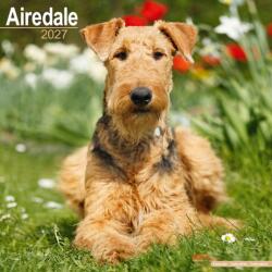 Airedale (ISBN: 9781806480012)
