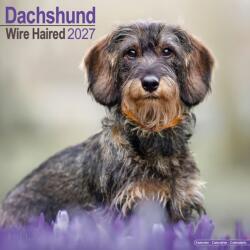 Wirehaired Dachshund (ISBN: 9781806480333)