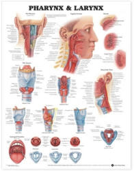 Pharynx and Larynx Anatomical Chart - Anatomical Chart Company (ISBN: 9781587791802)