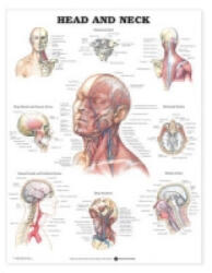 Head and Neck Anatomical Chart - Anatomical Chart Company (ISBN: 9781587791482)
